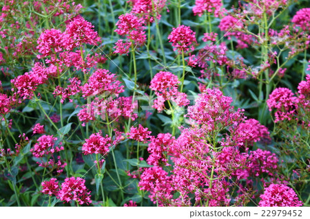 倫敦旅行第151部分：有花卉和植物的彩色織物第102號 22979452