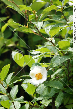 Nutsubaki（Sarasu樹） 22979742