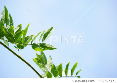 Fuji leaves and vines 32 Fuji leaves and vines 32 22979747