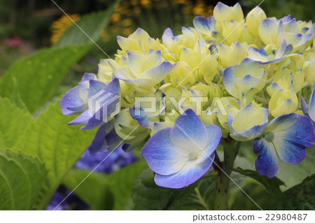 Hydrangea ⑩ Hydrangea ⑩ 22980487