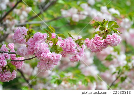 Cherry blossoms in full bloom 22980518
