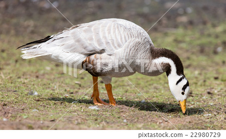 Bar-headed goose (Anser indicus) 22980729