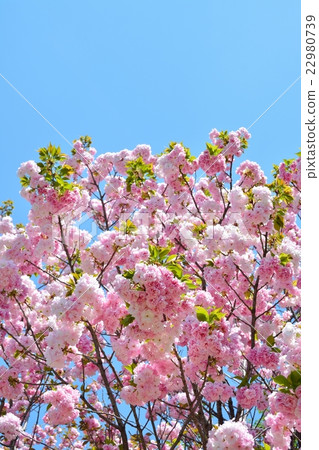 Cherry blossoms in full bloom Cherry blossoms in full bloom 22980739