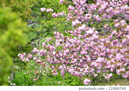 Cherry blossoms in full bloom Cherry blossoms in full bloom 22980740