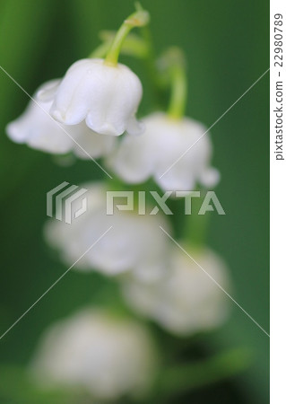 鈴蘭，花園花壇裡盛開的小白花 22980789