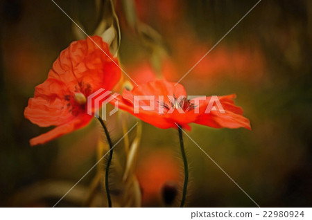 Corn Poppy 22980924