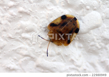 Yotsu Monkey Beetle Yotsu Monkey Beetle 22980949