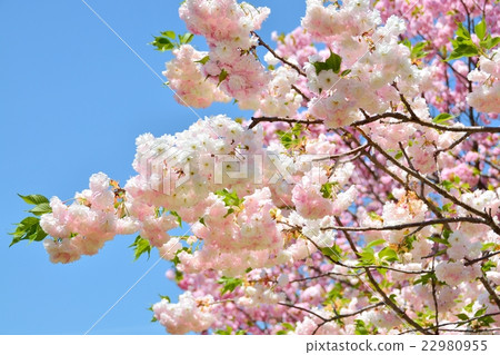 櫻花盛開 22980955