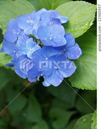 雨後的繡球花 22980957