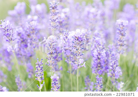 lavender lavender 22981071