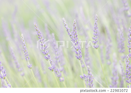 lavender lavender 22981072