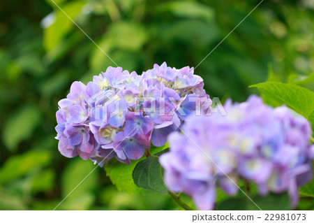 hydrangea hydrangea 22981073
