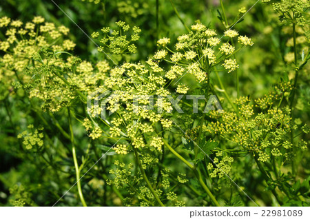 意大利歐芹·巨人 22981089