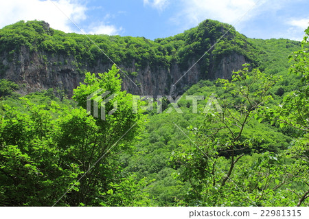 信州第5部分的新鮮綠色：第112部分的花和植物的彩色紙 22981315