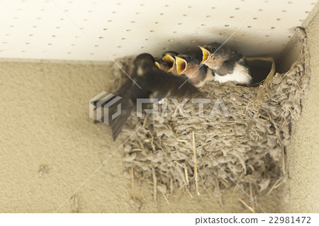 燕子。 燕子。 22981472