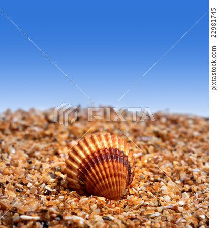 Seashell on sand 22981745