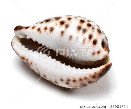 Shell of Cypraea tigris on white 22981754
