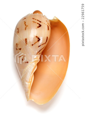Seashell of Cymbiola Seashell of Cymbiola 22981759
