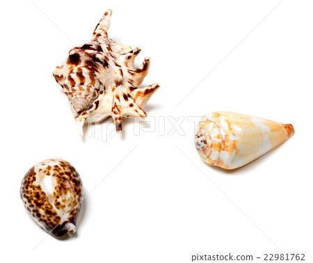 Three seashells on white 22981762