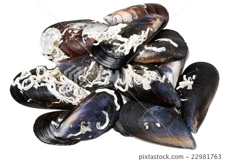 Shells of mussels Shells of mussels 22981763