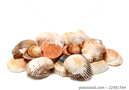 Seashells of anadara and scallop 22981764