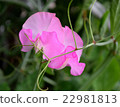 Pink sweet pea 22981813