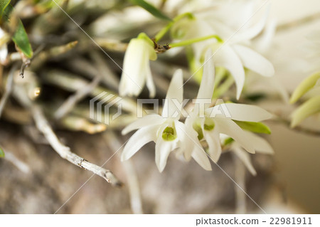 Sekkoku flower 22981911