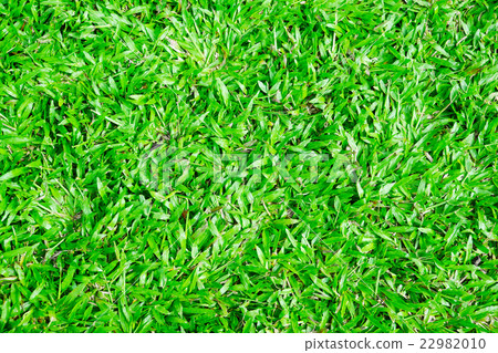 Green field,background 22982010
