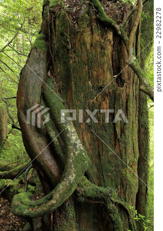 Cedar of history view Cedar of history view 22982278