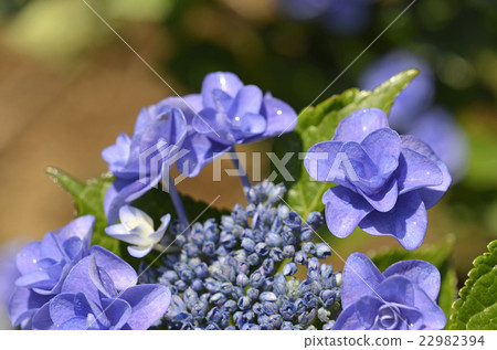 Hydrangea (hydrangea) 22982394