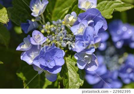 Hydrangea (hydrangea) 22982395