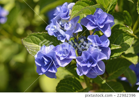 Hydrangea (hydrangea) 22982396