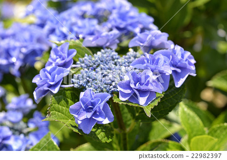 Hydrangea (hydrangea) 22982397