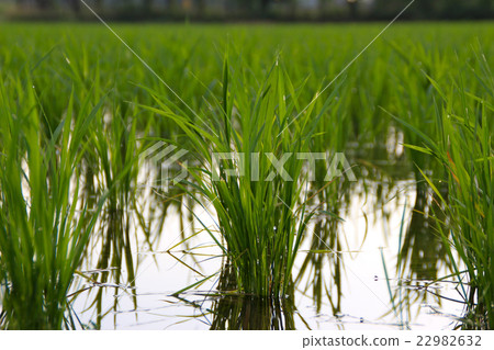 Rice seedlings Rice seedlings 22982632