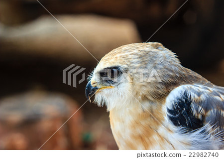 Portrait of a young falcon bird Portrait of a young falcon bird 22982740