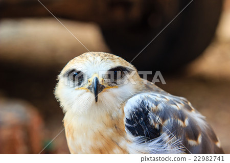 Portrait of a young falcon bird Portrait of a young falcon bird 22982741