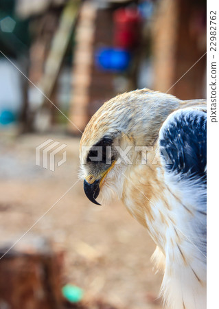 young falcon bird young falcon bird 22982762