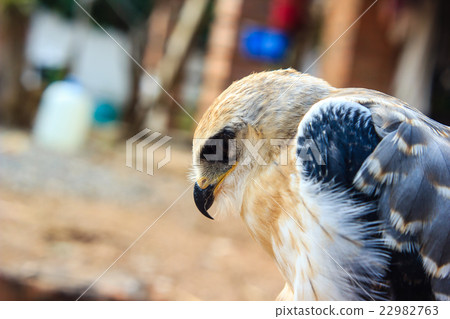 young falcon bird young falcon bird 22982763