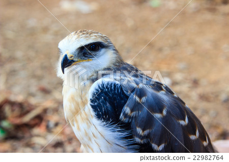young falcon bird young falcon bird 22982764