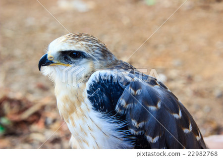 young falcon bird young falcon bird 22982768