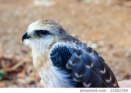 young falcon bird young falcon bird 22982769