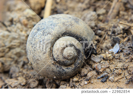 old shell of snail on soil old shell of snail on soil 22982854