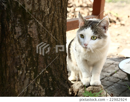 at hunt on the rural country background at hunt on the rural country background 22982924