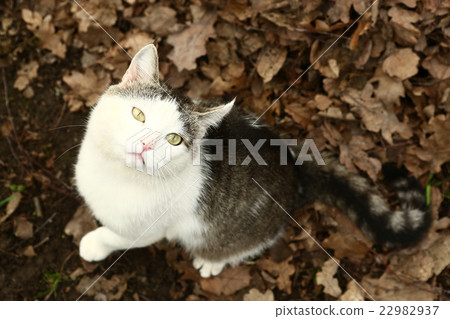 at hunt on the rural country background 22982937