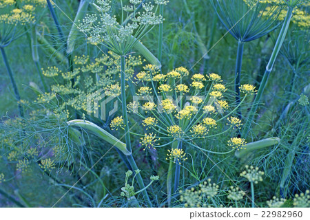 茴香 茴香 22982960