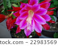 Shako cactus 22983569