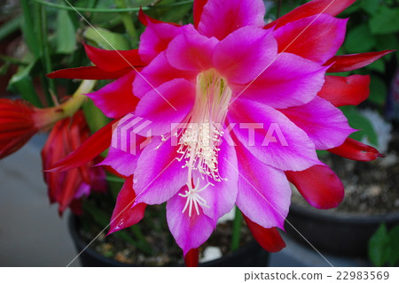 Shako cactus Shako cactus 22983569