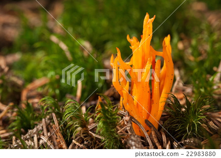 Orange mushrooms Calocera vistsosa 22983880