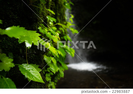 Looking for the healing of green and negative ions. On the banks of the waterfalls (Katsura Waterfall) 22983887