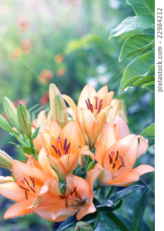 百合 百合 22984212